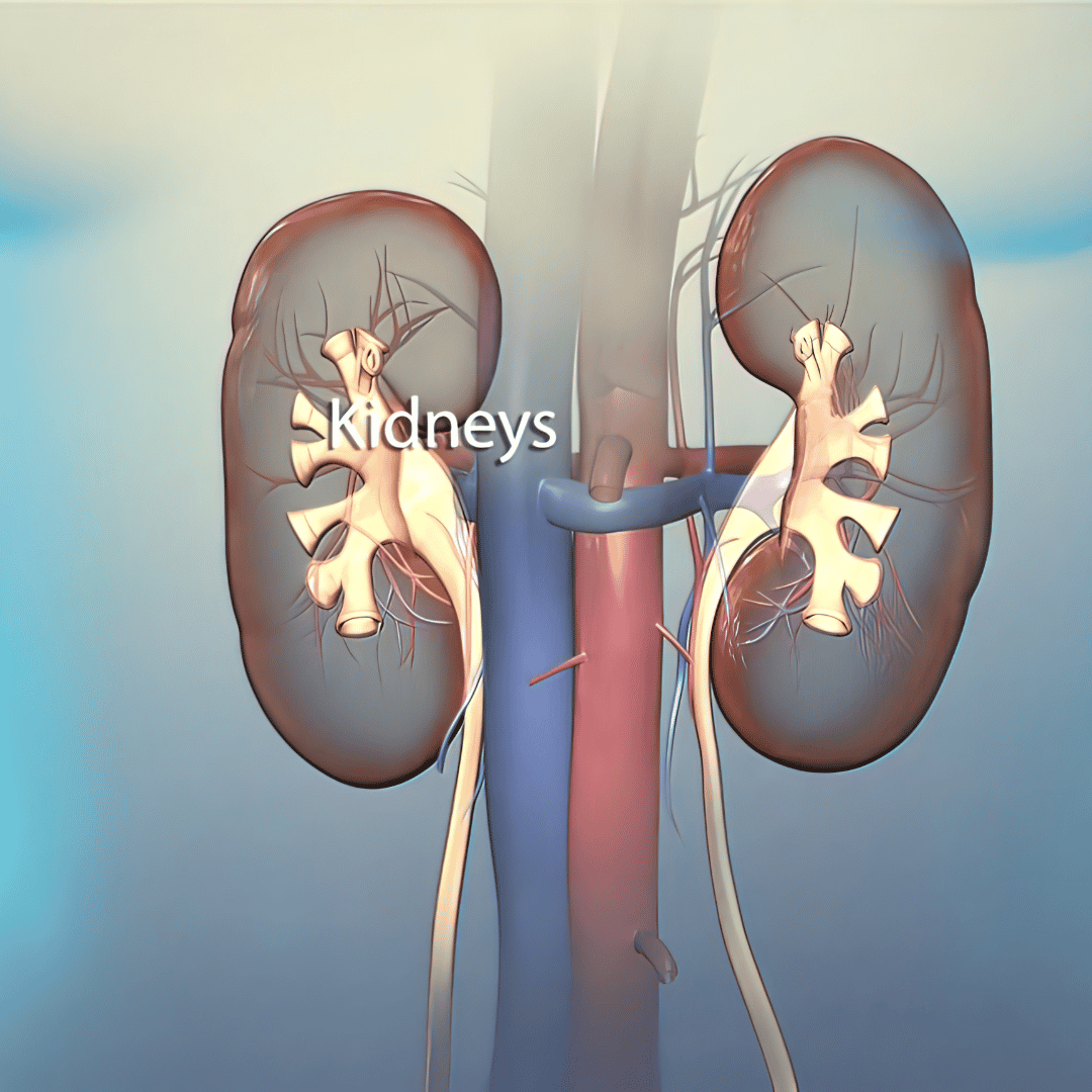 Kidney Transplant Surgery Package in India